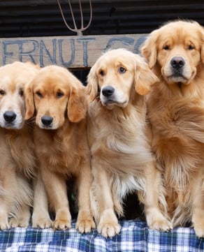 Butternut Goldens (Jeffersonville)