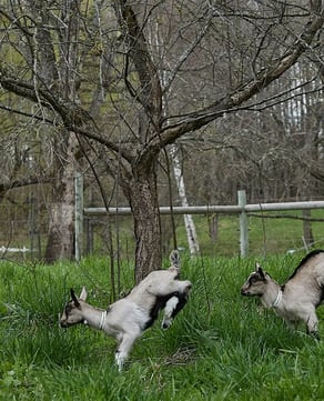 Sage Farm Goat Dairy (Stowe)