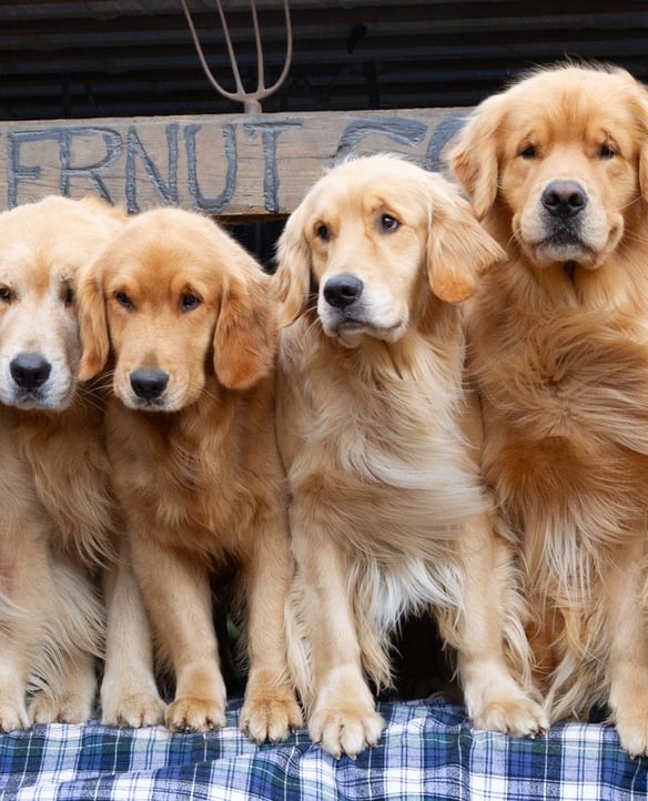 Butternut Goldens (Jeffersonville)