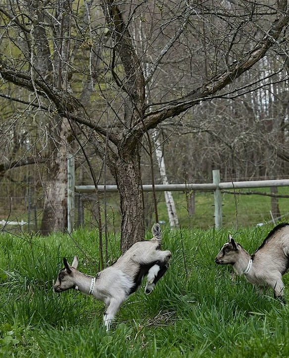 Sage Farm Goat Dairy (Stowe)